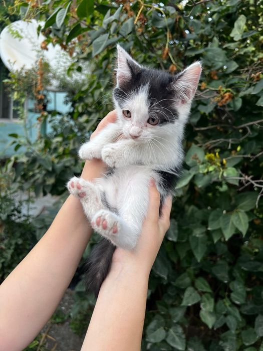 Отдам котят в добрые руки!