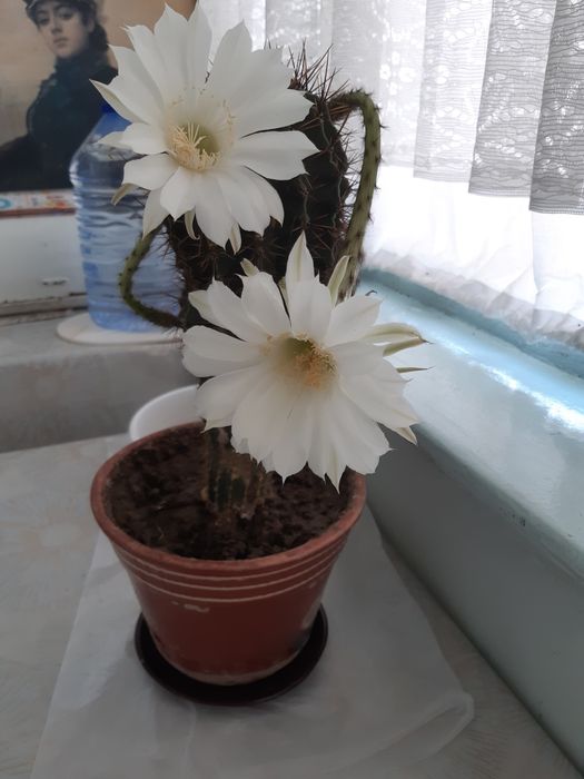 Комнатные декоративные и лечебные растения.