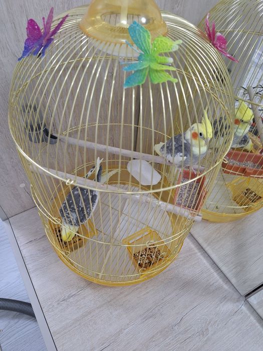 Парные кореллы с клеткой.