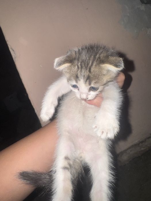 Продам котят срочно