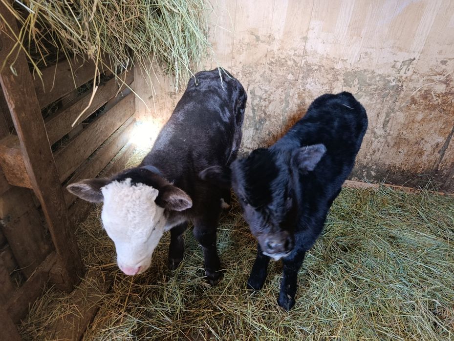 Еркек бузау телята бычки