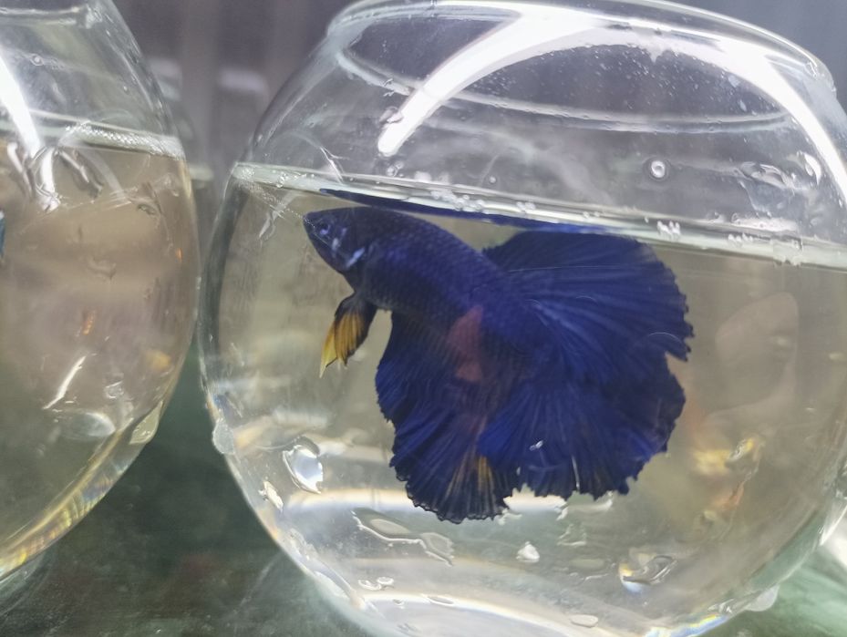 Петушок балик месний