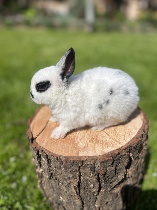 Vând iepurași de rex pitic