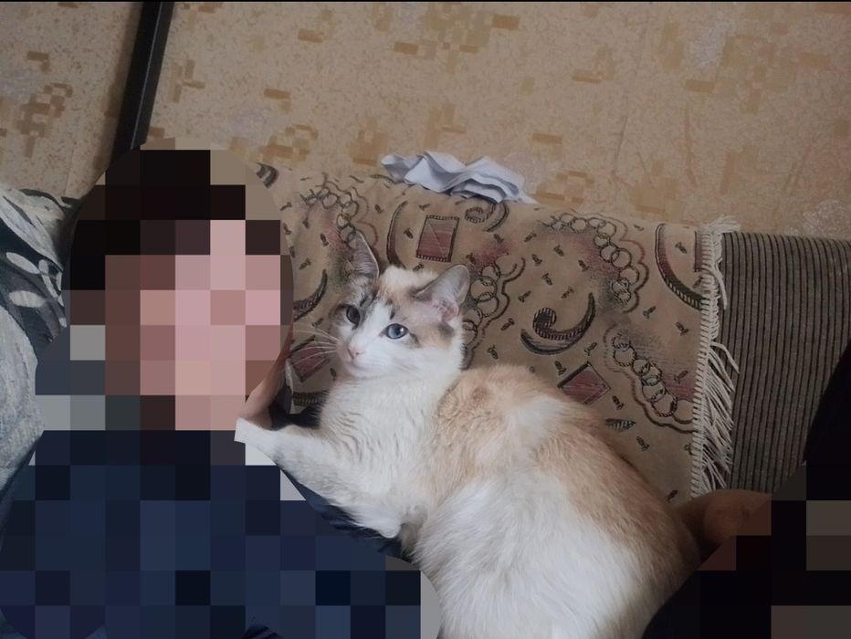 Отдаю кошку в добрые ручки