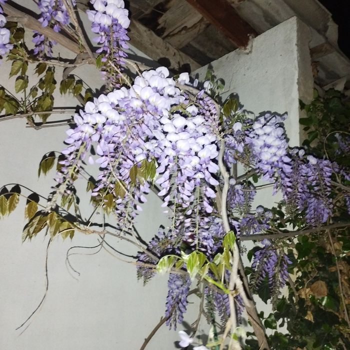 Глицина гули сотилади манзаралик хушбу́й хидлик