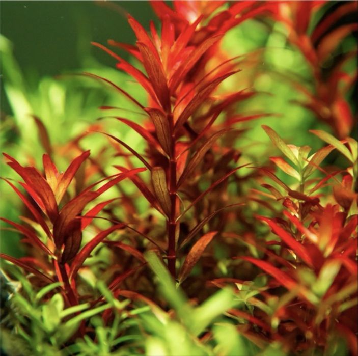 Plante acvariu pachet + cadou tablete nutritive radacini