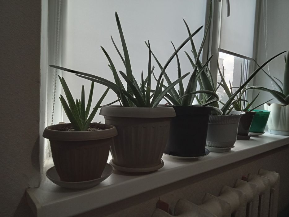 Цветы разные цены доступные