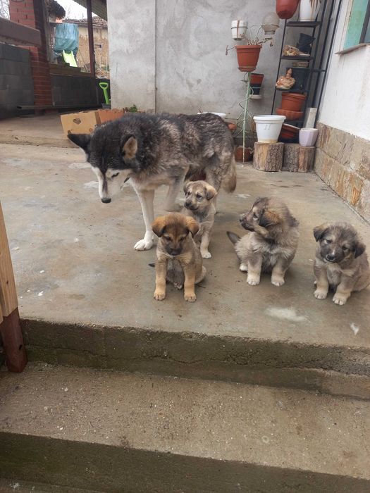 Подарявам кученца