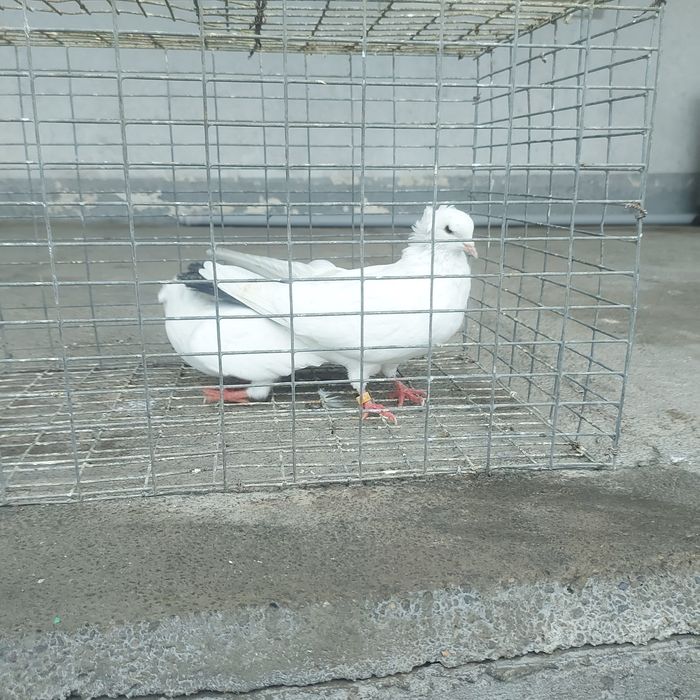 Чернахвость чубати бровястые обрезные