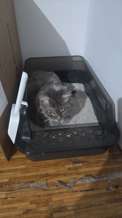 Отдам сибирского кота