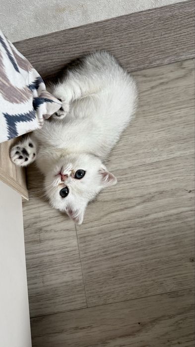 Британские короткошерстные котята