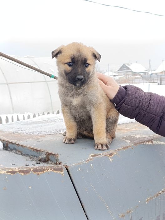 Отдам хороших  щенят.