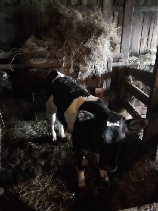 Продам двух коров с телятами.