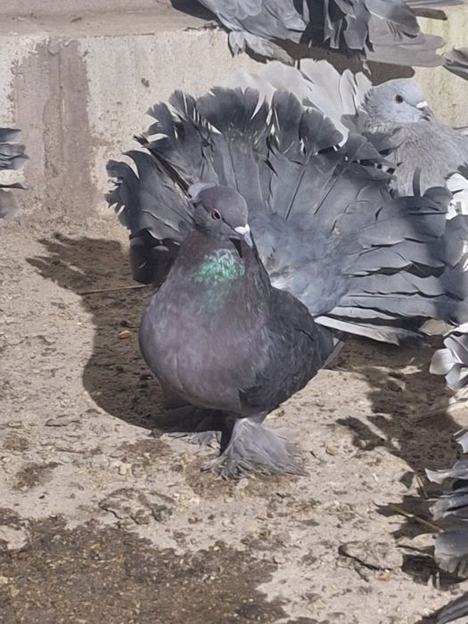 Fazani argintii și voltati indieni