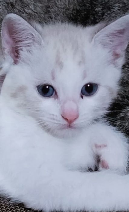 Отдам котенка в добрые руки
