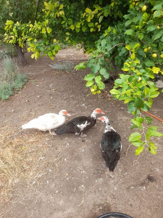 Продам индоуток!