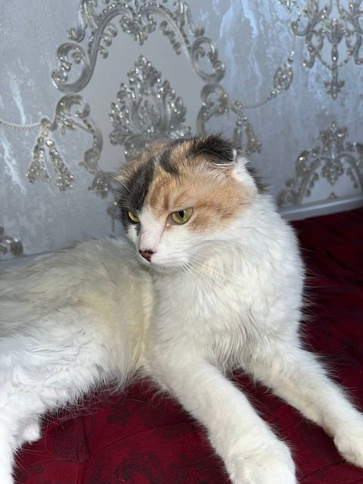 Damashni mushu sotiladi arzon narxda