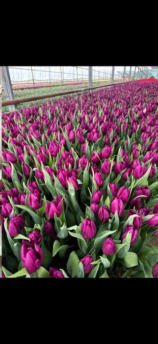 Тюльпаны 1 шт 690тг