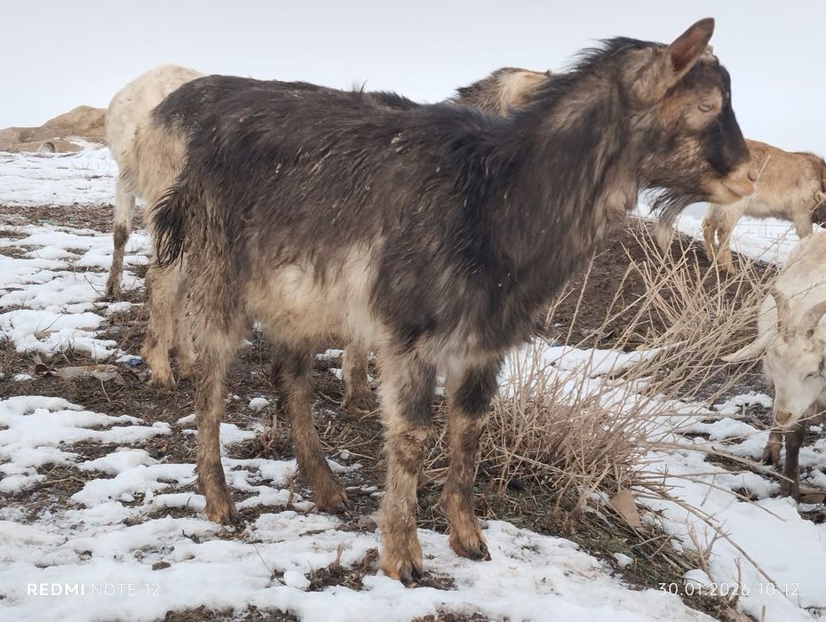 Молодой козёл (заайнинский)