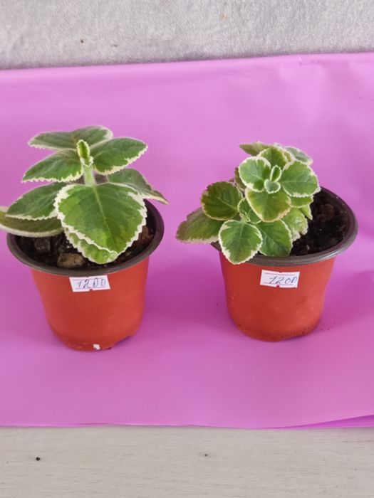 Продам комнатные растения