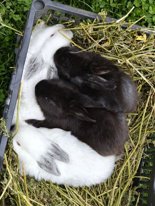 Vând iepuri californieni