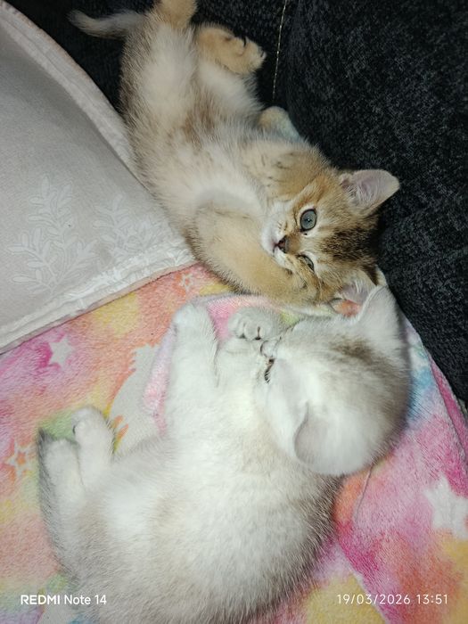 Mushuk sotaman shinshila