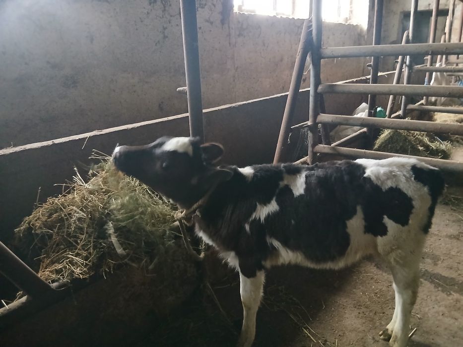 Свободно женско теле пред отбиване порода холщайн