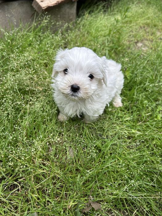 Bichon Maltez Miny Toi
