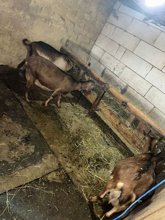 Vând capre alpin francez