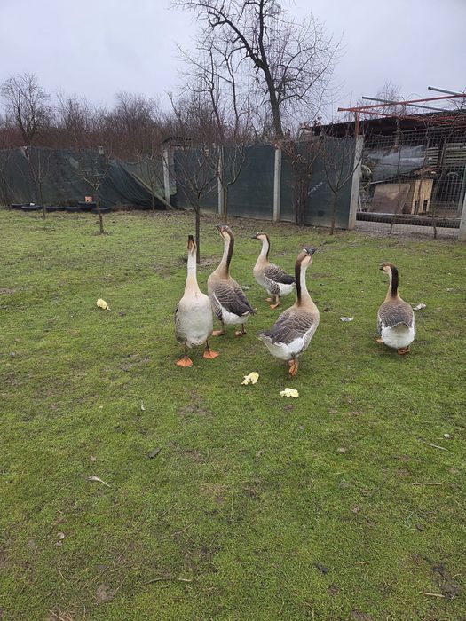 Gâscani leșești,1 de 2023 și unul 2025