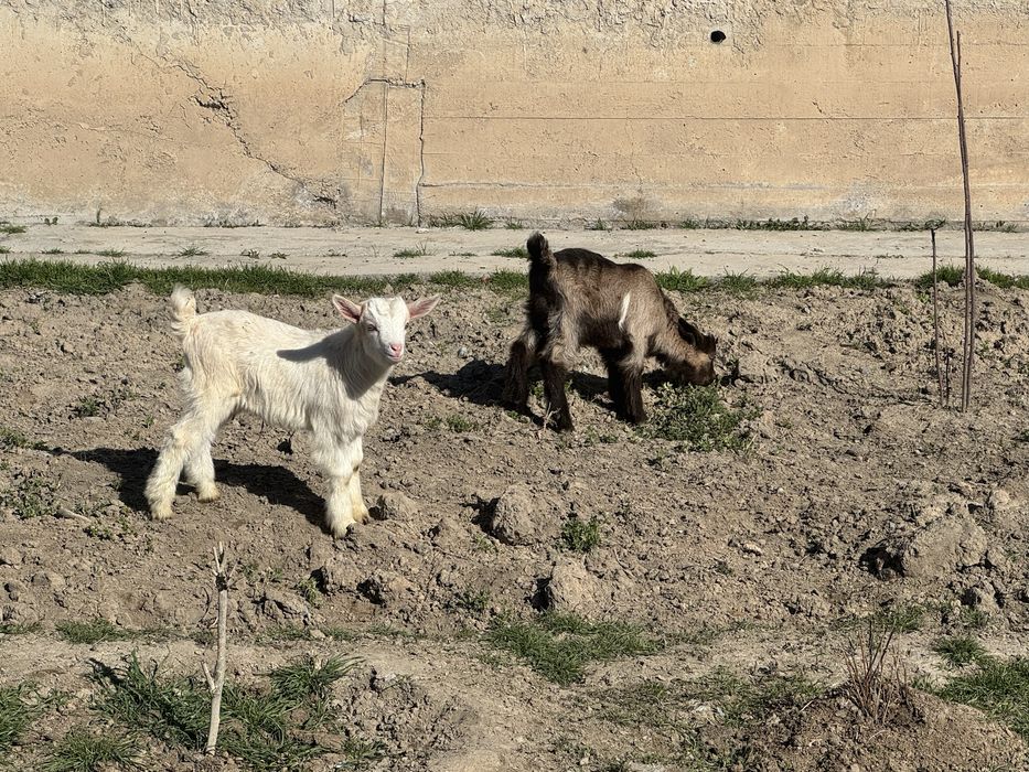 Орыс ешкі еркек лактар сатылады.