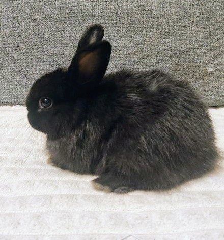 Декоративный кролик