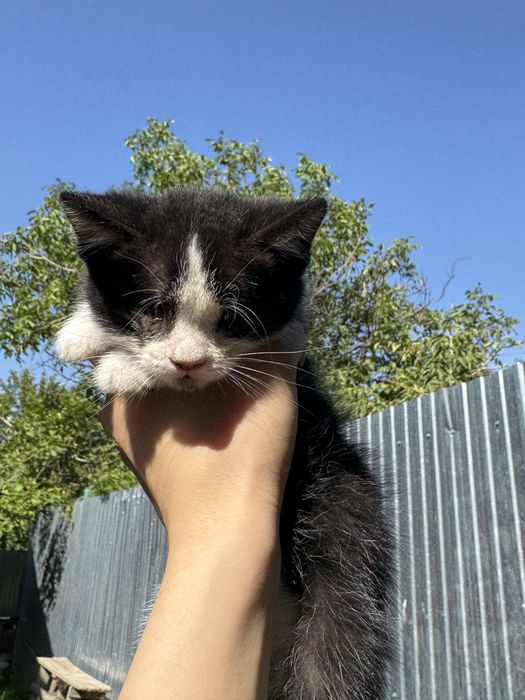 Котенок ищет дом!