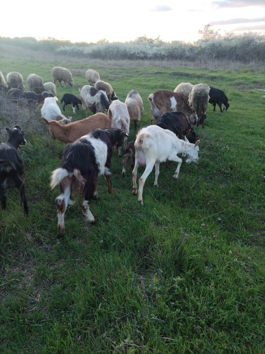 Vând capre bune de lapte