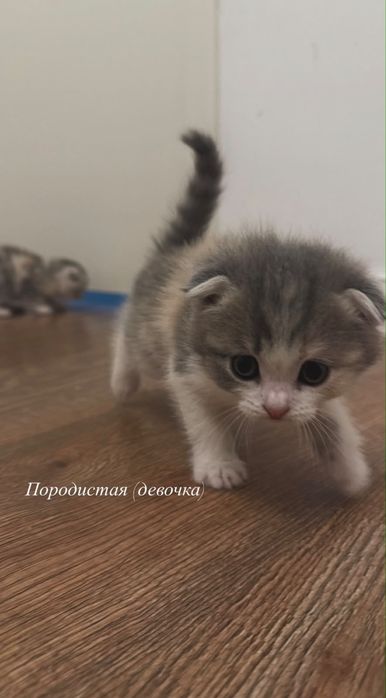 Продаюся котята