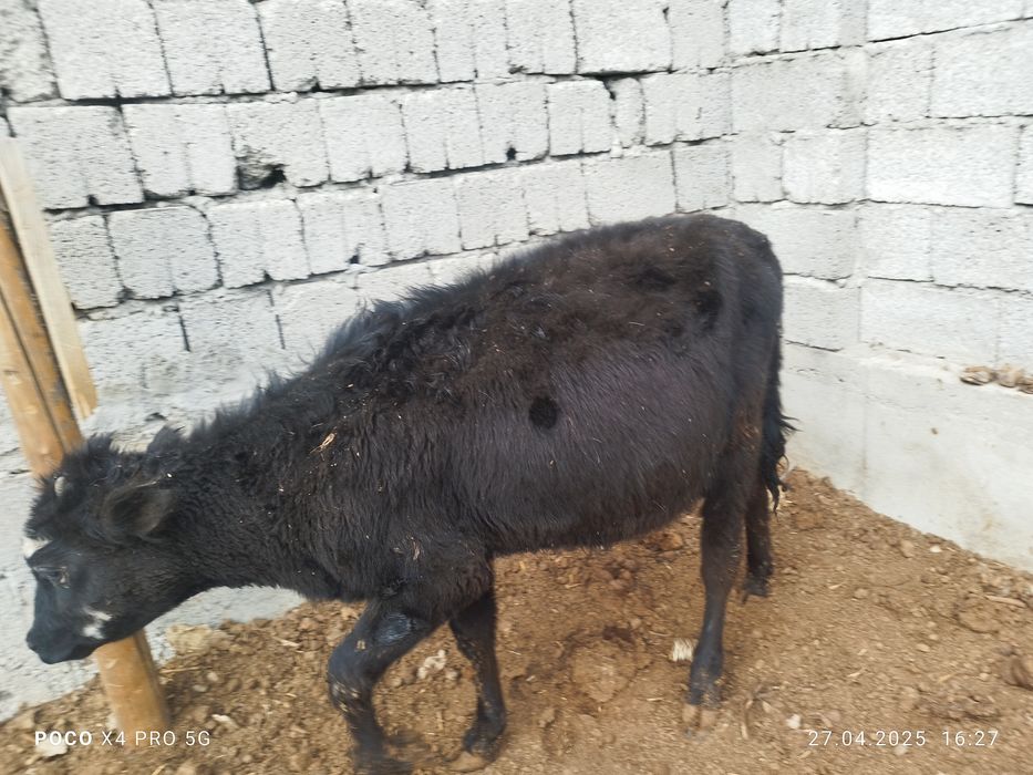 Бұзаулар,телята селхоз