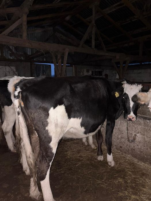 Bălțata cu negru Românesc