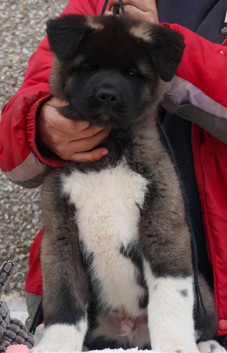 Щенки американской акиты