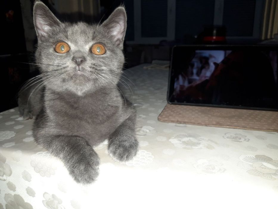 Котенок скоттиш страйт