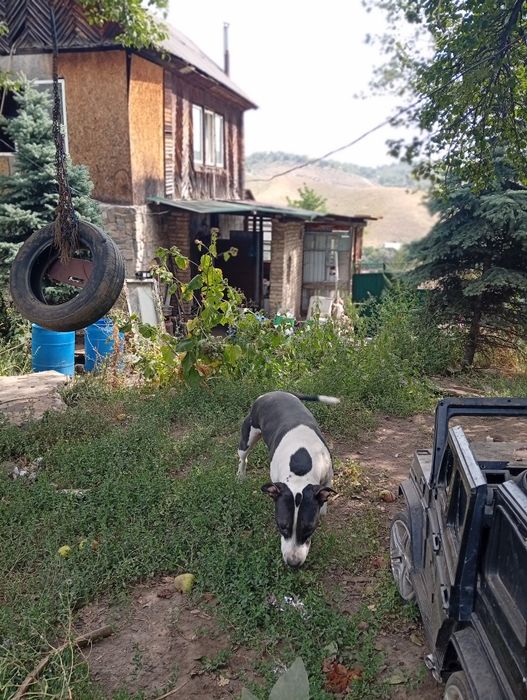 Отдам за символическую сумму, пит буль