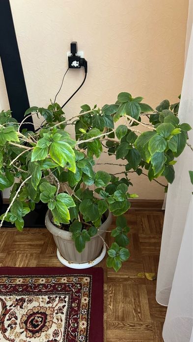 Гибискус многолетний