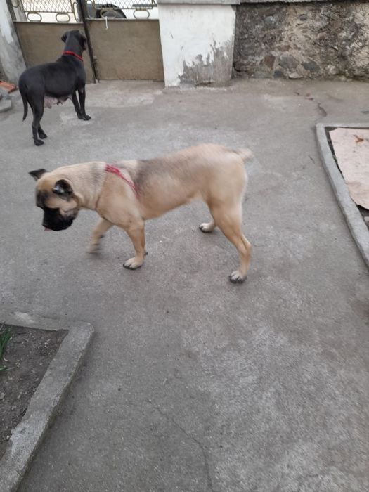 Кане Корсо италяно