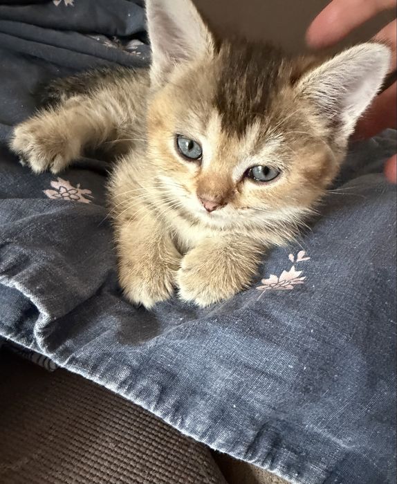Продам котят британцы