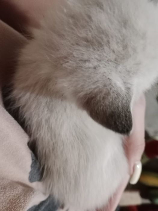 Отдам котят 4 шт