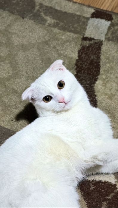 Кот для вязки в Ташкенте