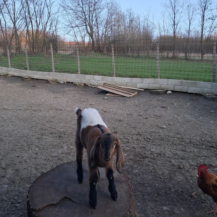 De vanzare tap anglonubian