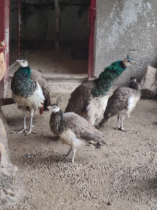 Vand un păun și o păunița  800 Ron perechea tineret