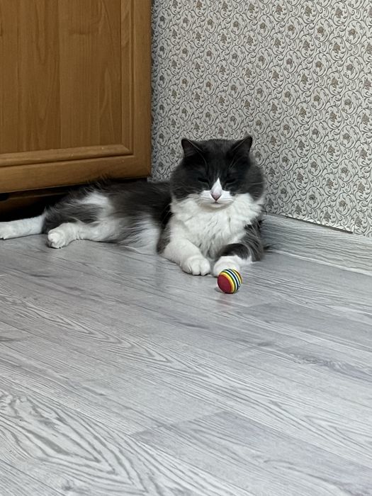 Вязка мой кот 2года опыта нету