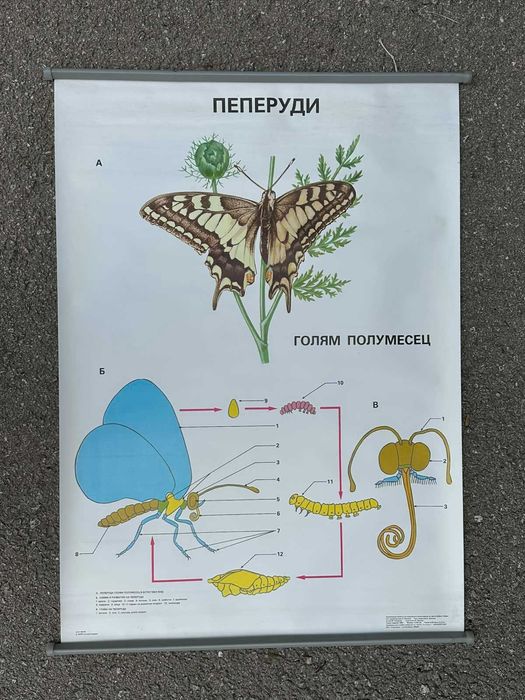 Соц Учебни Плакати Постери Биология