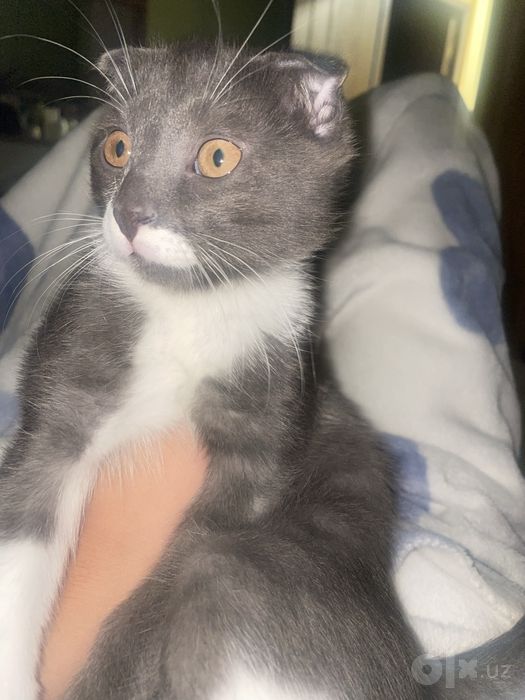 Котенок в добрые руки